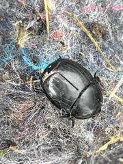 Histeridae