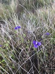 Mimulus gracilis