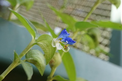 Commelina communis