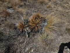 Aciphylla aurea
