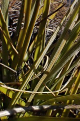 Aciphylla aurea