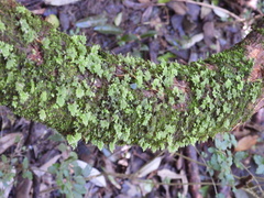 Hymenophyllum cupressiforme