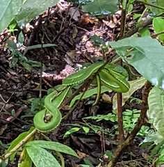 Trimeresurus popeiorum