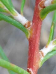 Hakea decurrens