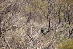 Colluricincla harmonica