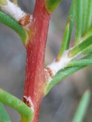 Hakea decurrens