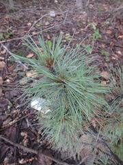 Pinus pumila