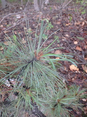 Pinus pumila