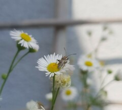 Stictopleurus punctatonervosus