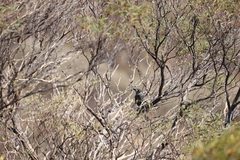 Colluricincla harmonica