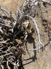 Curio radicans
