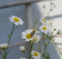 Stictopleurus punctatonervosus