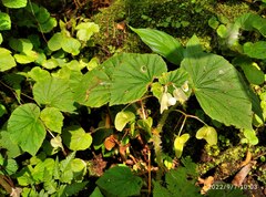 Begonia hirtella