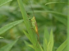 Conocephalus japonicus