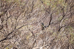 Colluricincla harmonica