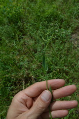 Urochloa reptans