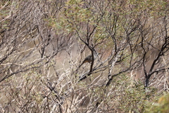 Colluricincla harmonica