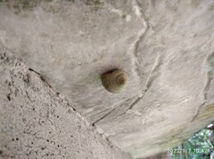 Amphidromus palaceus