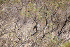 Colluricincla harmonica