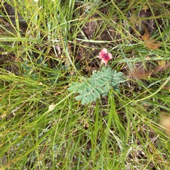 Indigofera alternans