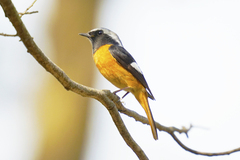 Phoenicurus auroreus