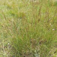 Molinia caerulea