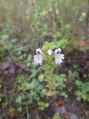 Euphrasia maximowiczii