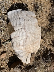 Stigmochelys pardalis