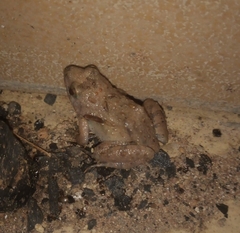 Phrynobatrachus natalensis
