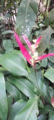 Heliconia psittacorum