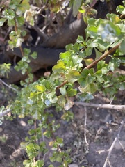 Searsia burchellii