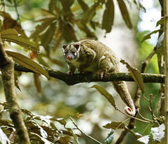Pseudochirops archeri