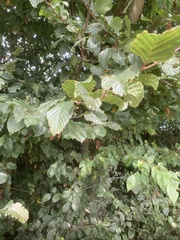 Carpinus