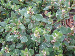 Polygonum arenastrum
