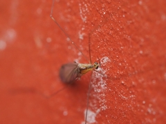 Limoniidae