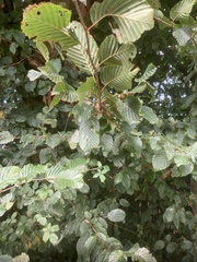Carpinus