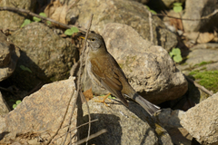 Turdus pallidus