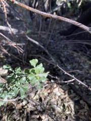 Searsia burchellii