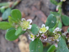 Polygonum arenastrum