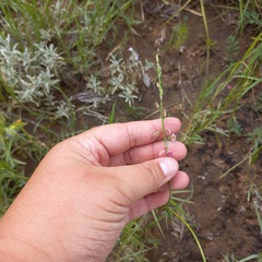 Polygala hottentotta