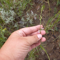 Polygala hottentotta