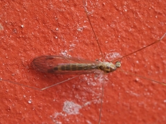 Limoniidae