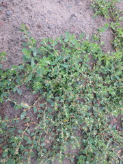 Polygonum arenastrum