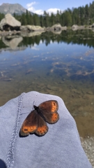 Erebia montanus
