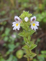 Euphrasia maximowiczii