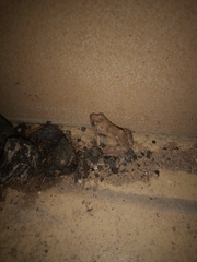 Phrynobatrachus natalensis