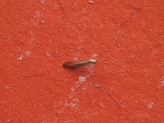 Limoniidae