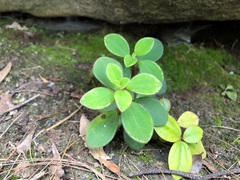 Peperomia leptostachya