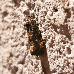Endothenia