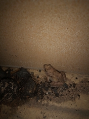 Phrynobatrachus natalensis